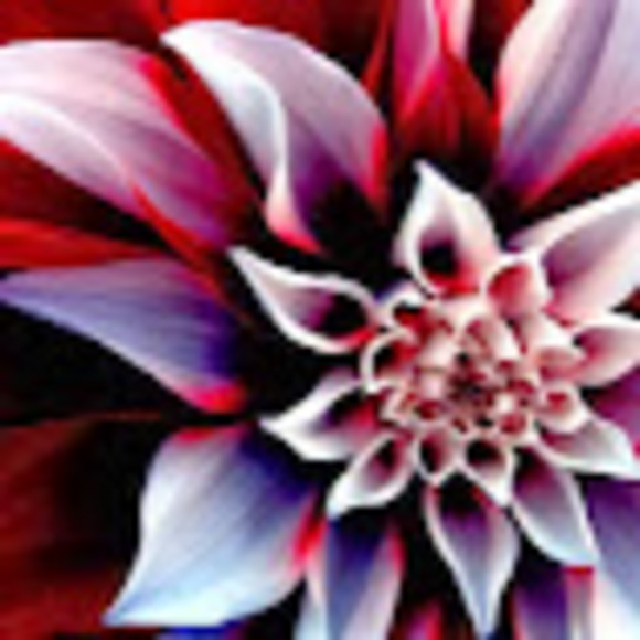 Meet your Posher, Abby - Picture 1 of 1